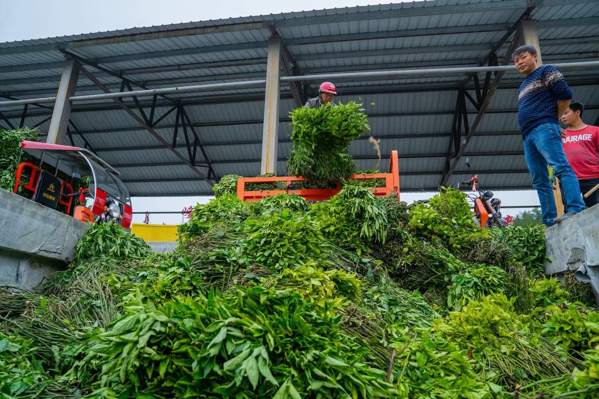 Fresh green plant material gathered at a collection site.