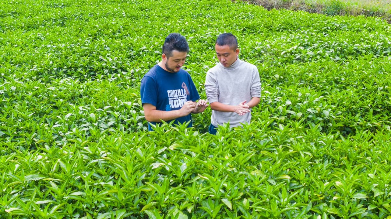 Two people examining green plants together in a field.