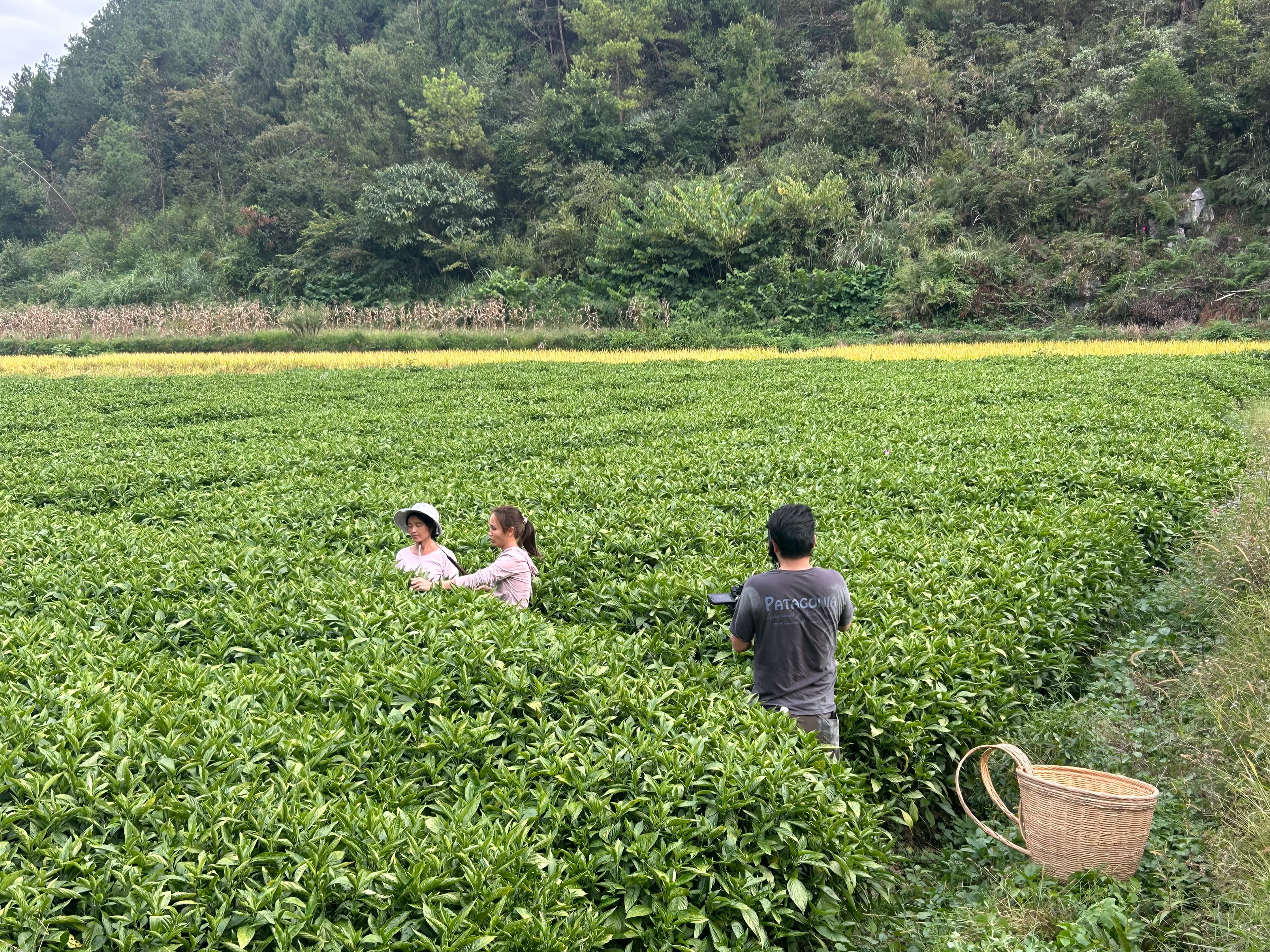 A film crew records a visit among plant-indigo crops at the source area.